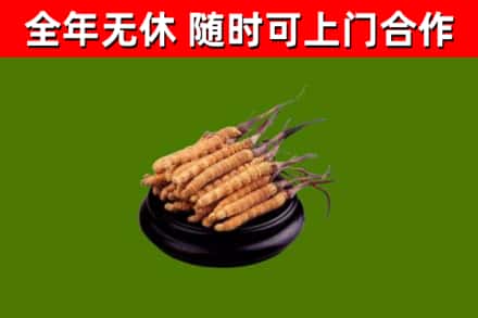 茂南烟酒回收冬虫夏草.jpg