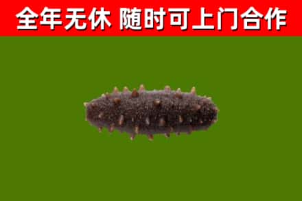 茂南烟酒回收干海参.jpg